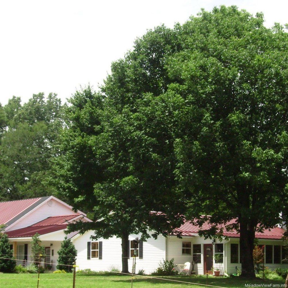 Meadow View Farm Bed & Breakfast Hernando Exterior foto