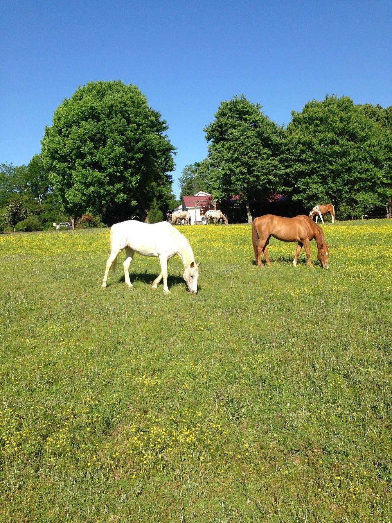 Meadow View Farm Bed & Breakfast Hernando Exterior foto